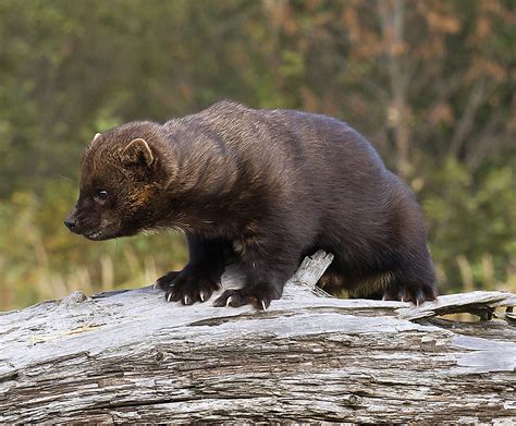 Meet the Fisher, Ontario - The Fur-Bearers