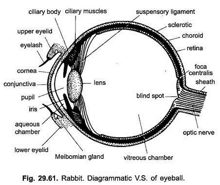 Sense Organs of Rabbit (With Diagram) | Vertebrates | Chordata | Zoology