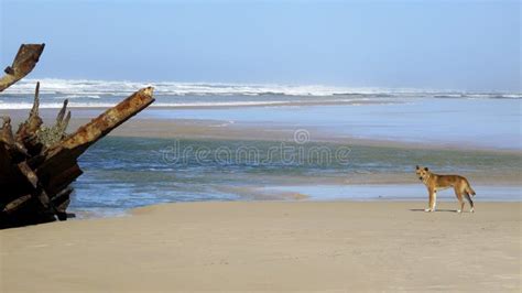 Sand Dunes Dingo Fraser Island Stock Photos - Free & Royalty-Free Stock Photos from Dreamstime