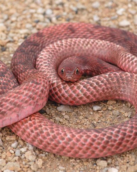 What is a Red Racer Snake? (with pictures)