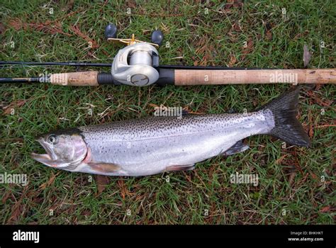 Cutthroat trout fishing, Lake Sammamish, Washington, near Seattle Stock ...