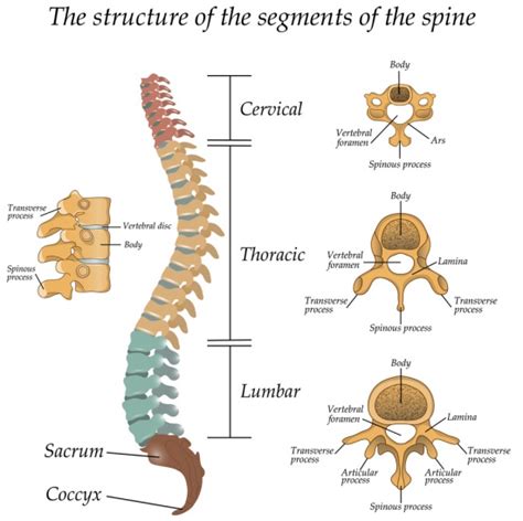 Anatomi Tulang Vertebra Lumbal Pada Kolumna Vertebralis - Anatomi Tutorial