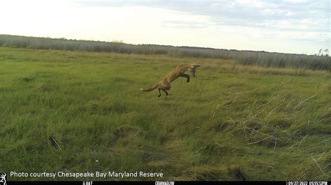 Now You See Them: Wetland Wildlife on the Move