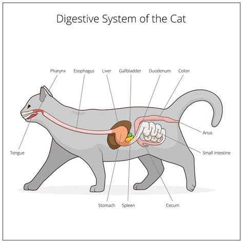 Cat Digestive System: Anatomy, Diseases, & Treatment - Cats.com