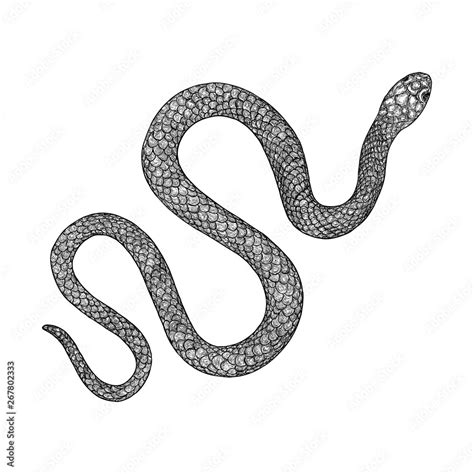 Snake drawing illustration. Black serpent isolated on a white background tattoo design. Venomous ...