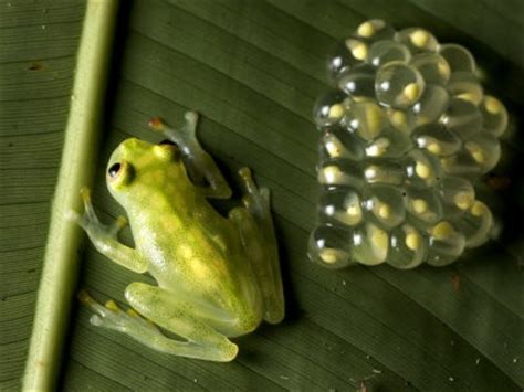 20 best images about Frog Egg Hatching on Pinterest | The smalls, Music ...