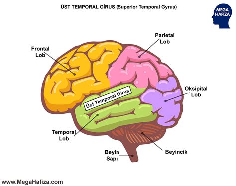 Üst Temporal Girus (Superior Temporal Gyrus)