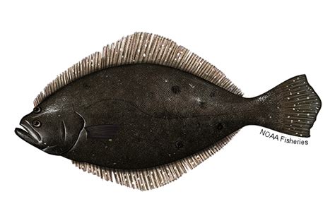 Age Determination Methods for Summer Flounder | NOAA Fisheries