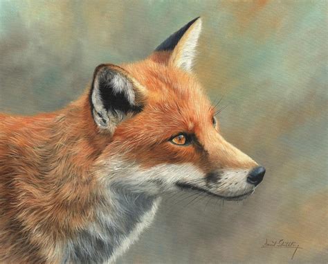 Red Fox Portrait Painting by David Stribbling - Fine Art America