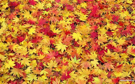 Free download Maple Leaf In Rows Seamless Pattern Leaves Wallpaper ...