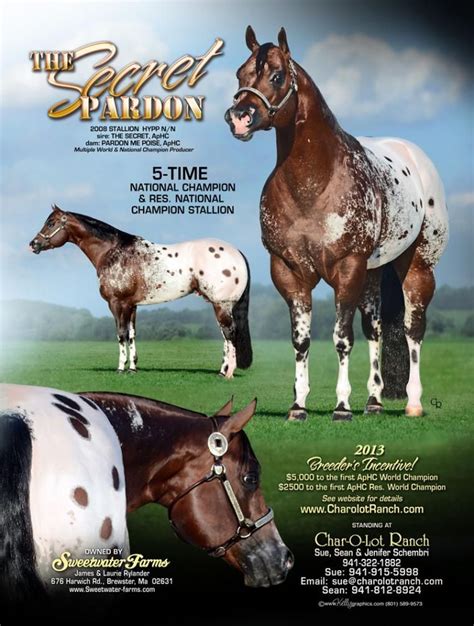 Sweetwater Farms breeders of Quality Appaloosa Horses since 1979 Aqha ...