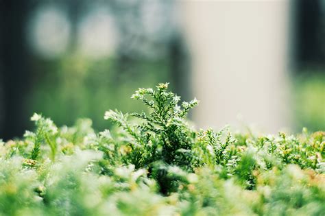 What is our Definition of Human Flourishing? - Surrey Christian School Surrey Christian School