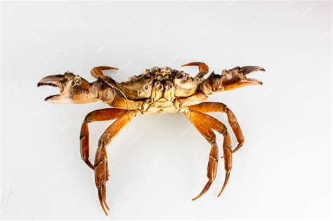 Premium Photo | Crab isolated on white