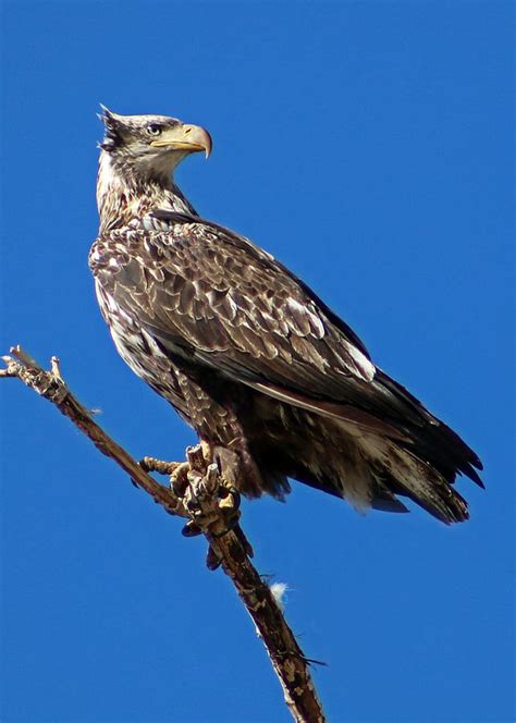 Juvenile Bald Eagle Photograph by Dawn Key