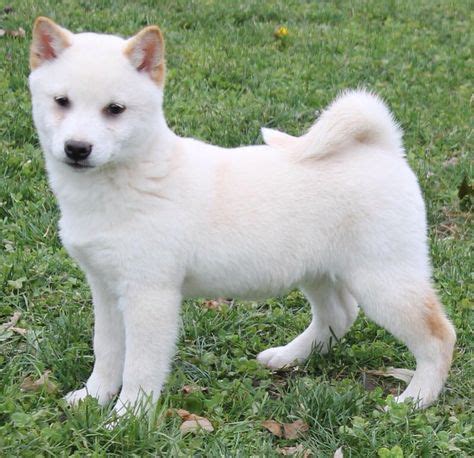 Iba shinu puppy | Shiba inu, Dog breeds, Dogs