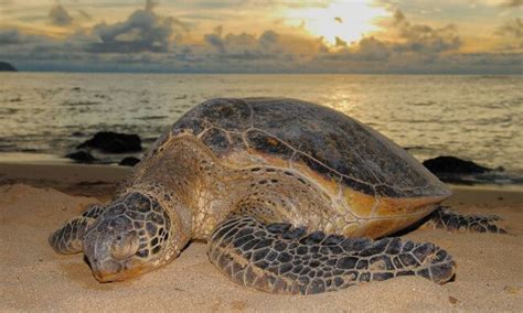 Guide to Costa Rica Sea Turtle Nesting Tours | Costa rica sea turtles, Turtle, Costa rica nature