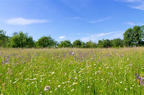 Wildflower meadow: how to get one started - The English Garden