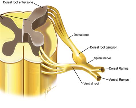 Plexus Anatomy Definition - Anatomical Charts & Posters