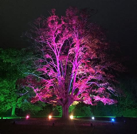 Anglesey abbey winter lights – a magical winter wonderland – Artofit