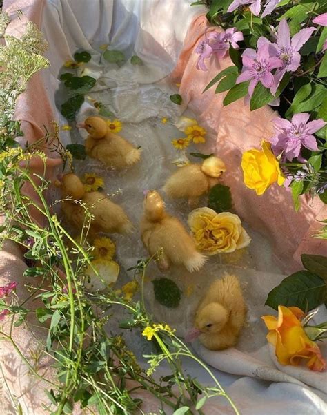 cottaegecore) / Twitter | Cute ducklings, Cute baby animals, Cute ...