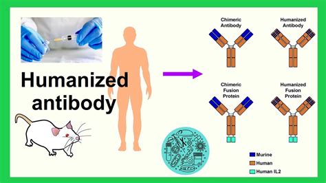 humanized antibody - YouTube