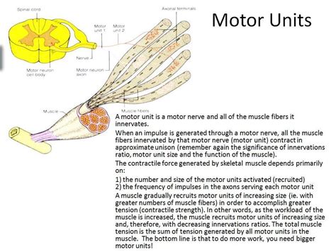 what is a motor unit