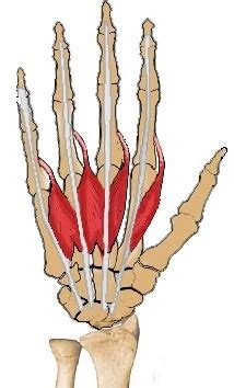 Lumbricals of the Hand and Foot: Learn Your Muscles - Custom Pilates ...