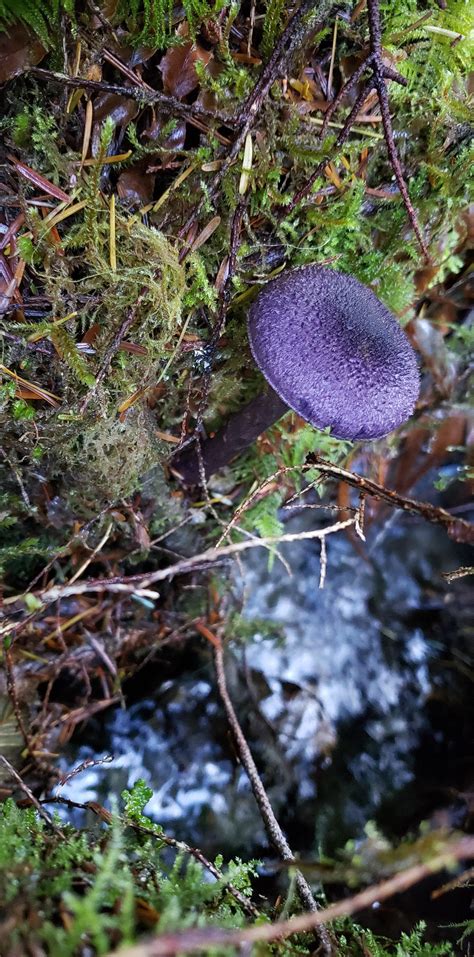 Never seen a purple mushroom before. Was in a hurry so couldn't get a great picture. Beautiful ...