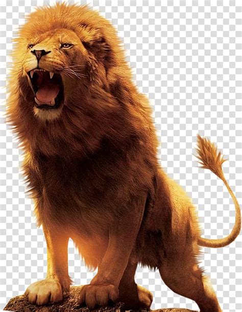 Lion Hd Images Png - Infoupdate.org