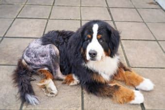 Dog Hip Dysplasia Surgery - Different Options