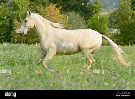 Palomino coloured Paso Fino horse in the field Stock Photo - Alamy