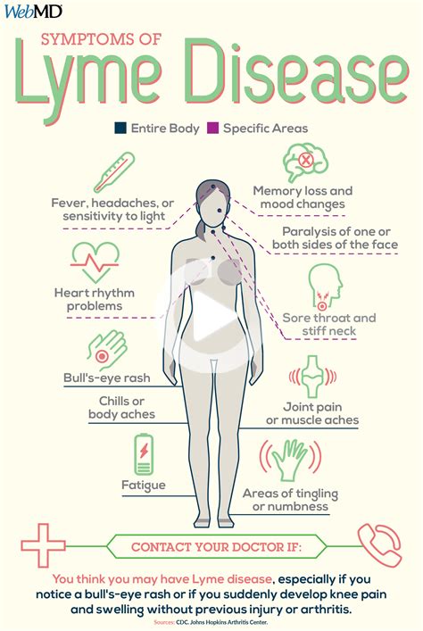 Lyme Disease Symptoms And Stages