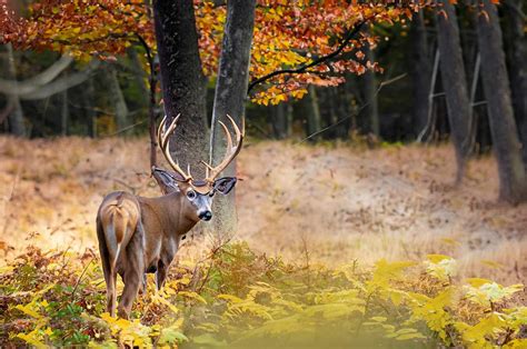 Maine Hunting Seasons 2024-2025 New Dates & Limits