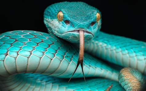 Blue Snake Wallpapers - Top Free Blue Snake Backgrounds - WallpaperAccess