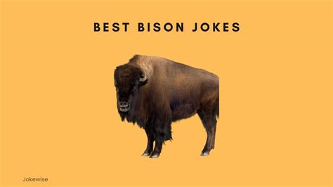 100 Funny Bison Jokes That Will Cheer You Up - Jokewise