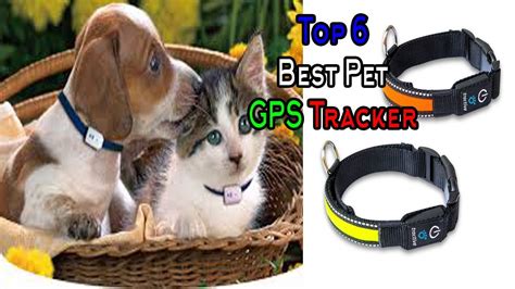 Pet Tracker || Pet GPS Tracker || Top 6 Best Pet GPS Tracker - YouTube