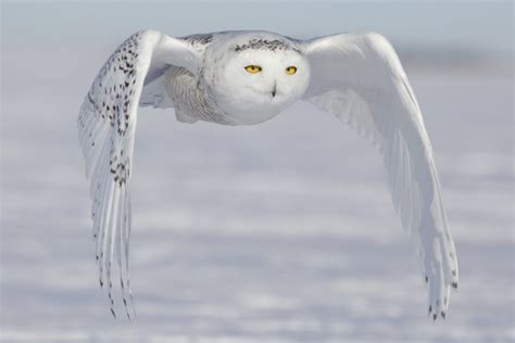 Snowy Owls Hunting