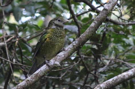 Six extraordinary Australian birds you need to see