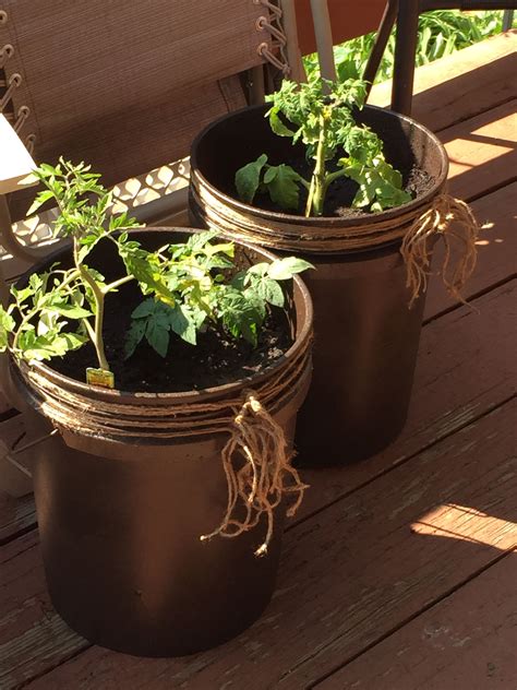 Diy 5 gallon bucket patio container tomato planter Spray a 5 gallon ...