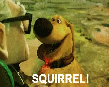 Distracted GIF - ADHD Distracted Squirrel - Discover & Share GIFs