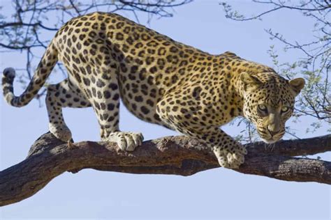 Watch What Happens When a Lion Scales a Tree to Catch a Leopard and ...