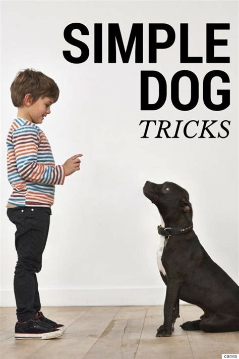 Simple Dog Tricks You'll Want To Teach Your Dog | HuffPost Life