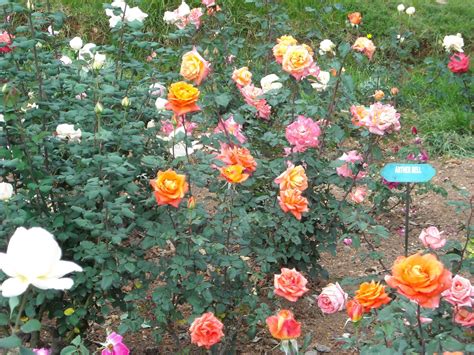 Vinodh Photography : OOTY Rose Garden