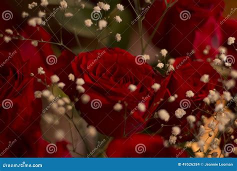 Romantic Red Roses stock photo. Image of roses, poplar - 49526284