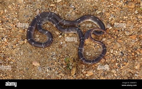 Common krait, Bungarus caeruleus, Rajasthan, India. VENOMOUS. Native to ...