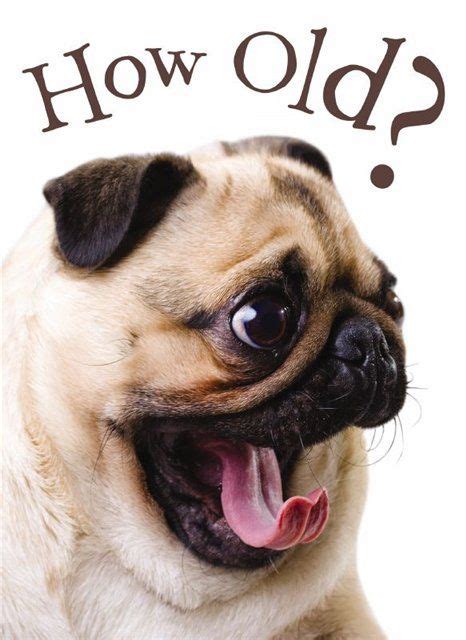 pug birthday ecards - Google Search | Happy Birthday | Pinterest | Ecards, Google search and ...