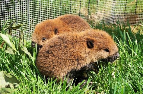 "Did you know that beavers mate for life?" she said, reminding us all that beavers are majestic ...