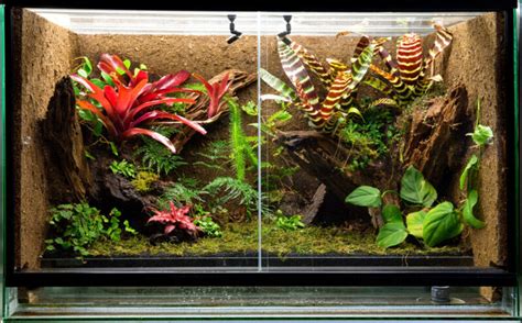 How to Create a Paludarium Tank » Petsoid