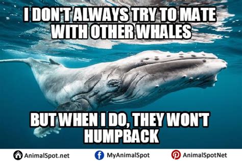 Whale Memes