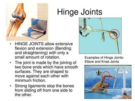 PPT - The Skeleton: The Types of Joints and movement PowerPoint Presentation - ID:4596020